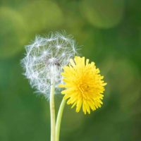 230612-dandelion-friend-or-foe-cavalieri-denoised-5 230612-dandelion-friend-or-foe-cavalieri-denoised-5