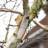 Paper Birch (Betula papyrifera) Img 1 Paper Birch (Betula papyrifera) Img 1